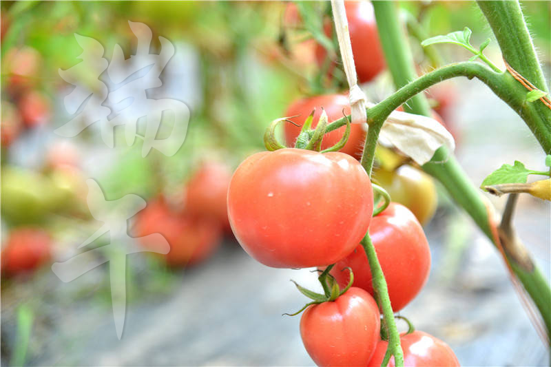 端午采摘季 導(dǎo)航健康行